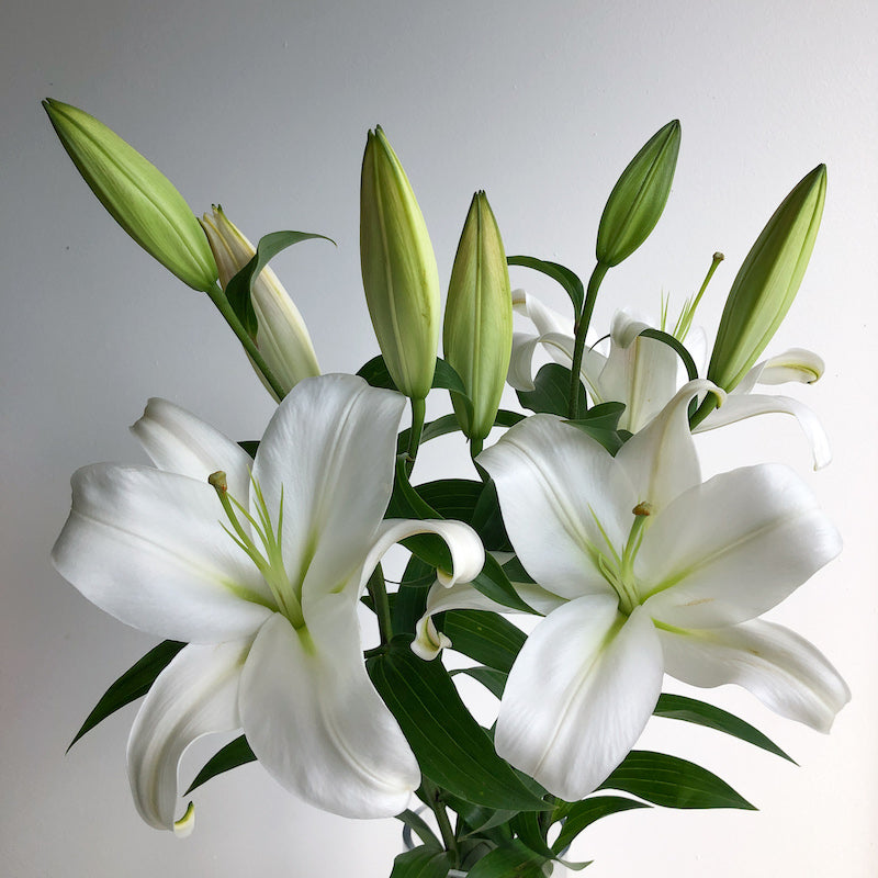 White oriental deals lily