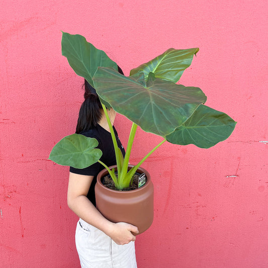 Alocasia Macrorrhizos 170mm - Giant Elephant Ear