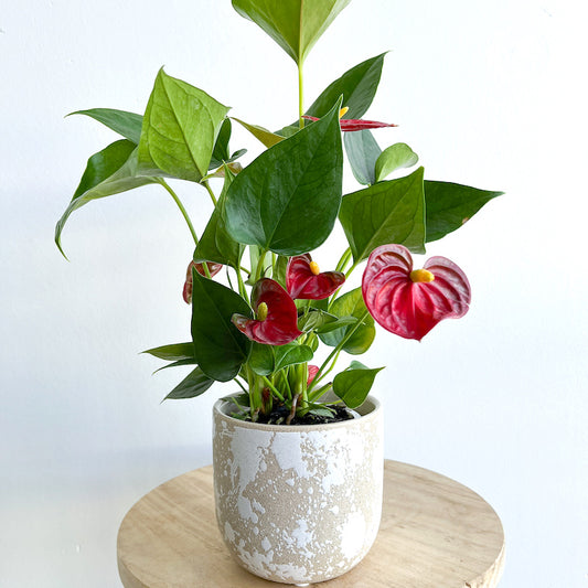 Anthurium indoor Tropical plant in a pot