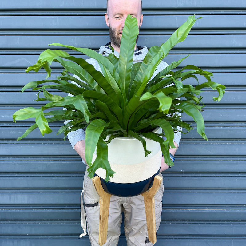 Asplenium Bird's Nest Fern - Large