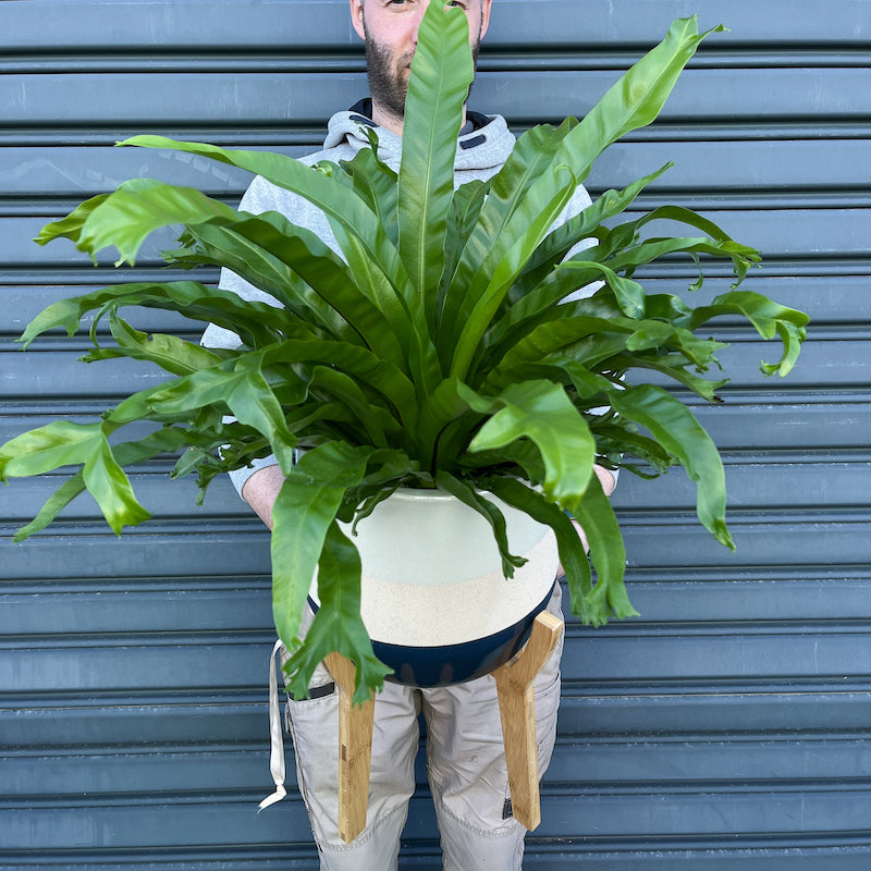 Asplenium Bird's Nest Fern - Large