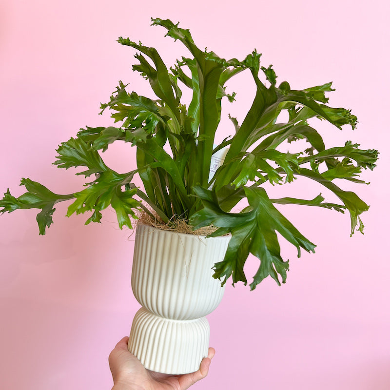 Asplenium Crissie potted house plants