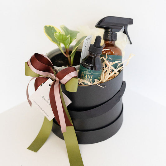 indoor plant gift set delivery melbourne