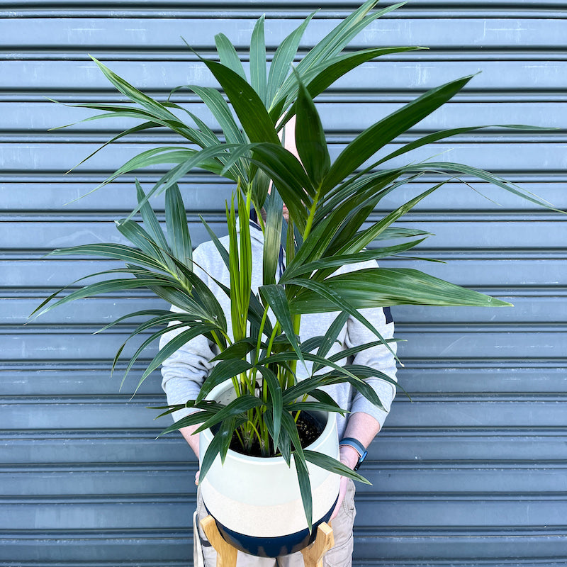 Kentia Palm - Large