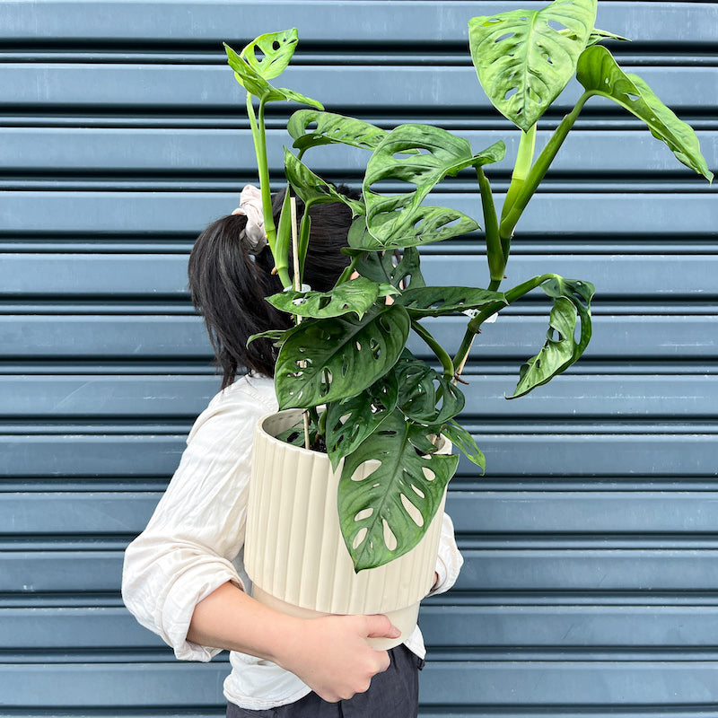 Monstera Adansonii Monkey Mask