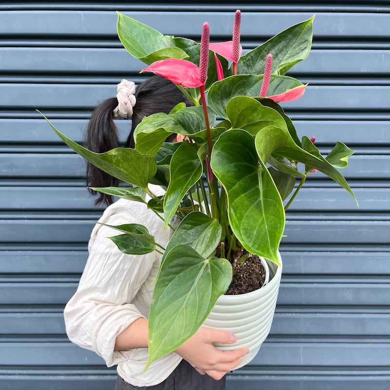 anthurium indoor plants large