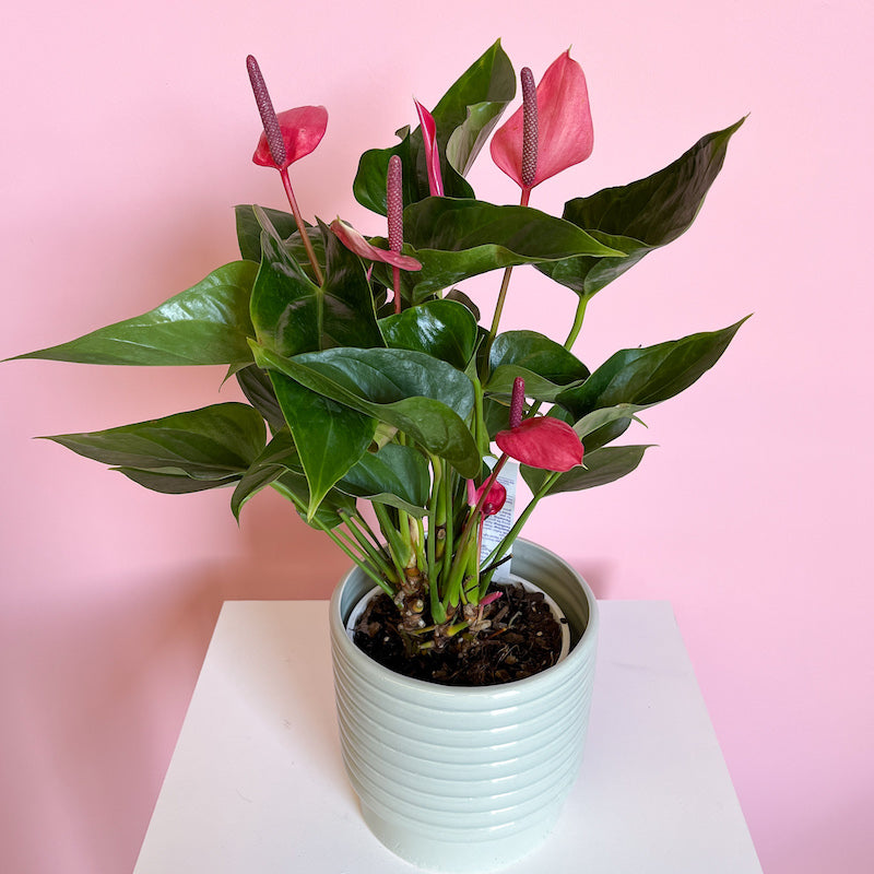 Anthurium potted Plant large