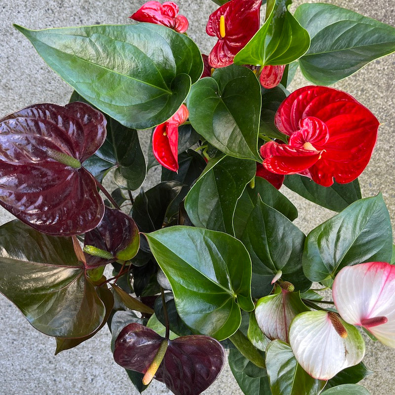 Anthurium - Small