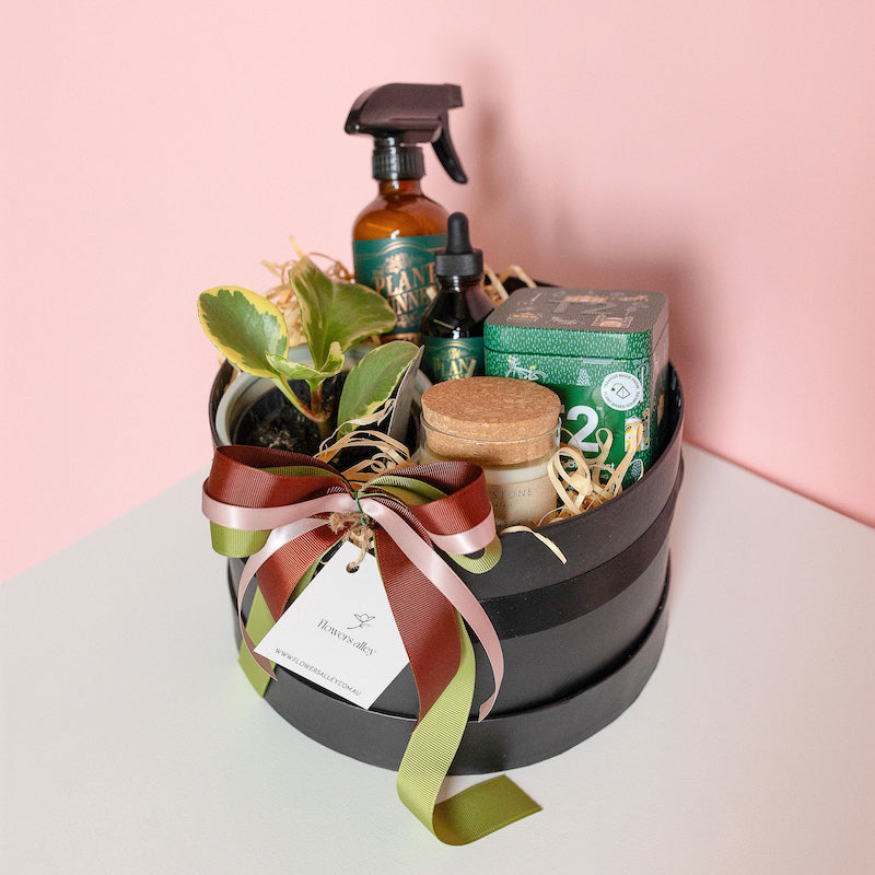 melbourne indoor plant gift hamper delivery