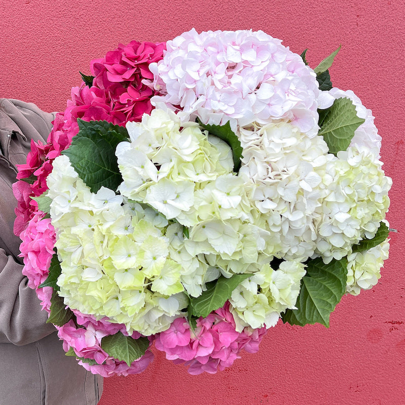 locally grown hydrangeas