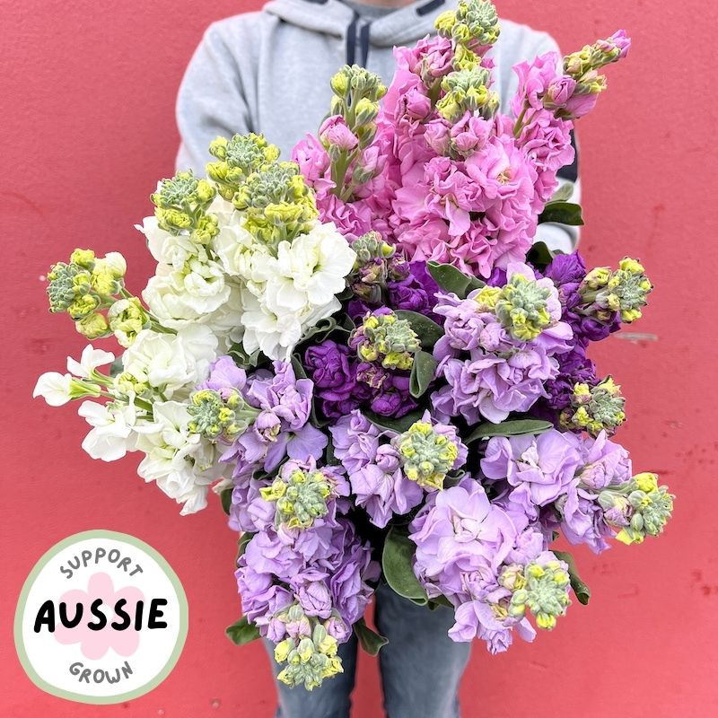 Send a locally grown stock flower bunch in Melbourne