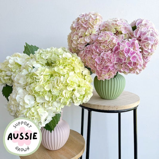 melbourne locally grown fresh Hydrangea bunch