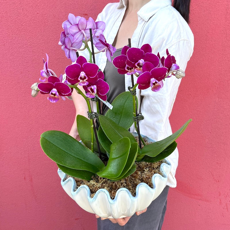 Mini Orchids Cloud Bowl