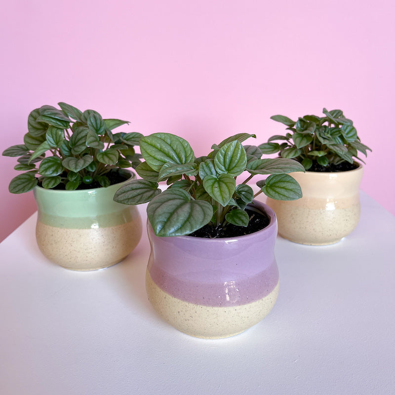 Peperomia Moonlight Potted Plants