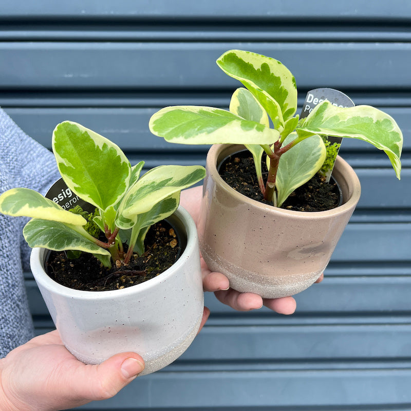 peperomia obstusifolia indoor plant small size