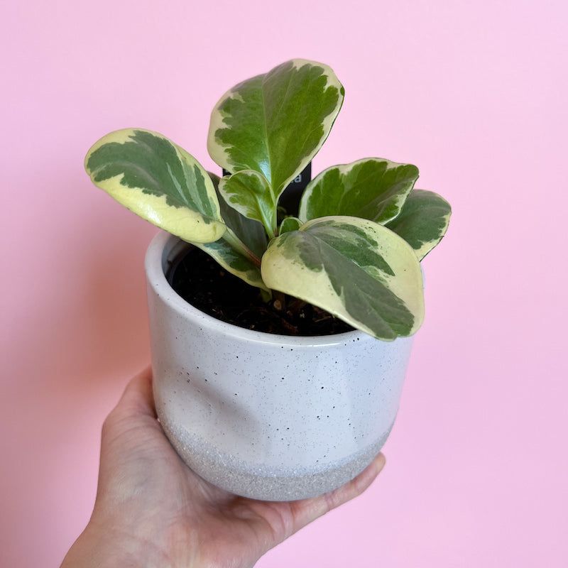 Peperomia Obstusifolia Variegata 95mm