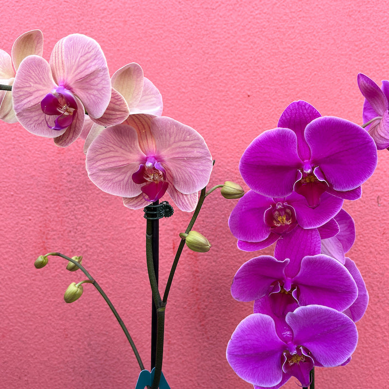 Phalaenopsis Orchid