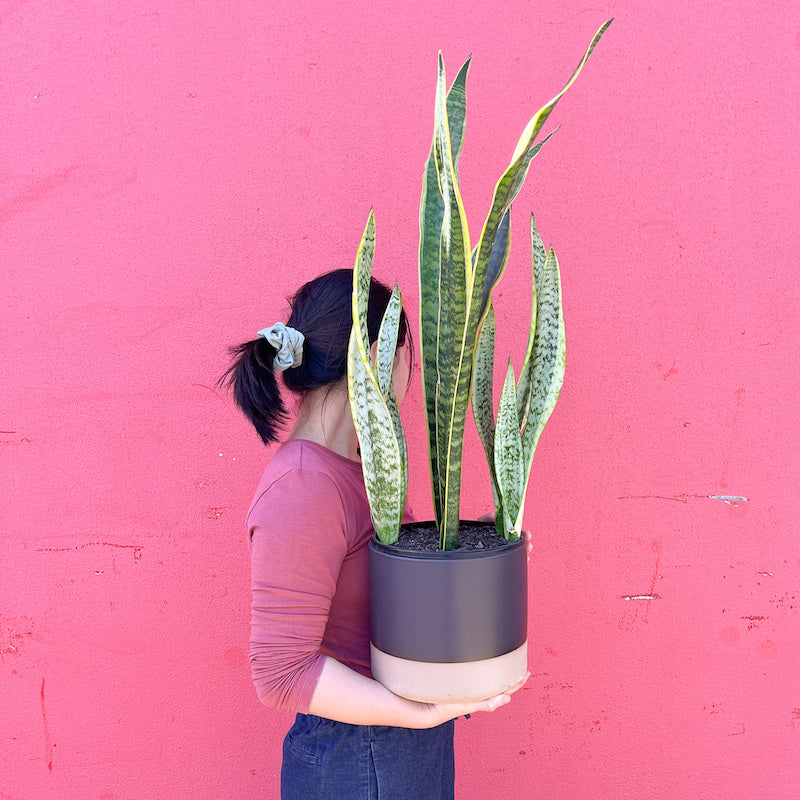 Snake Plant 190mm