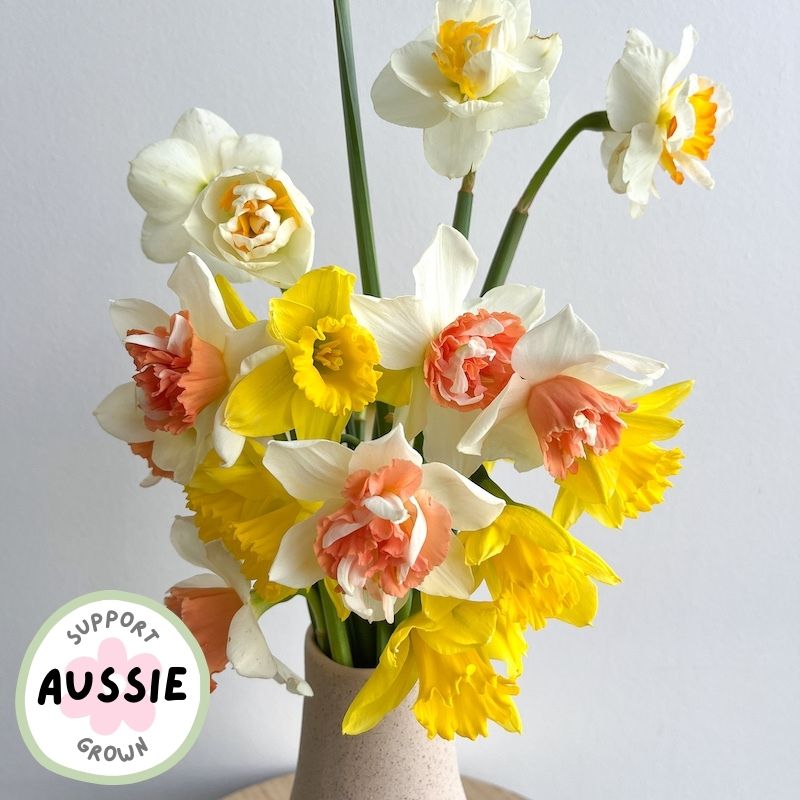 support aussie grown daffodils