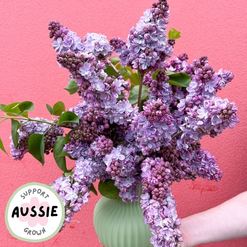 Locally grown lilac flowers in a vase