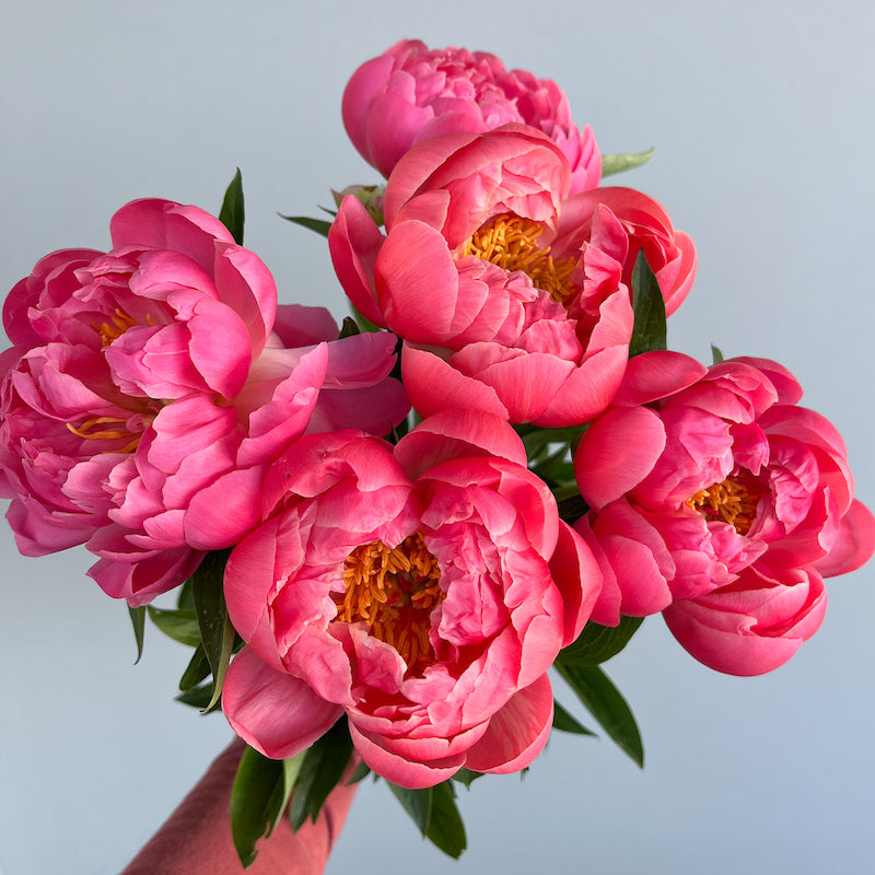 vibrant colour peonies