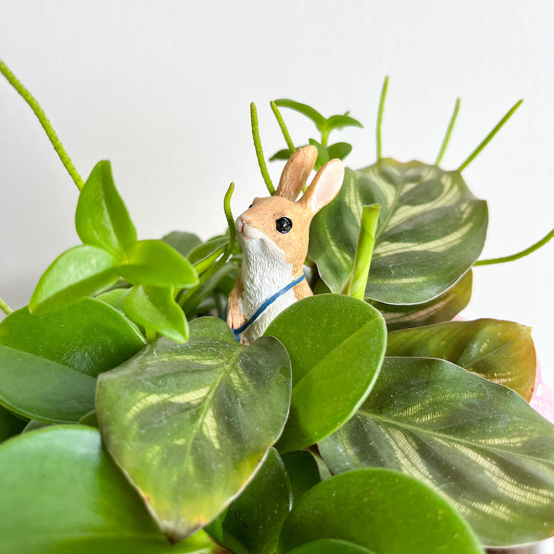 indoor plants in a tea cup