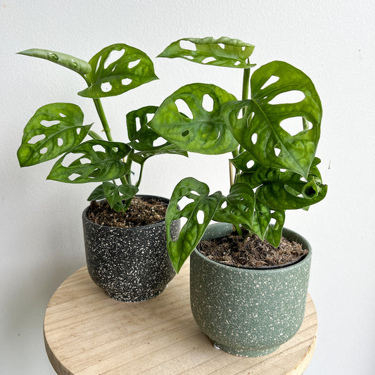 Monstera monkey mask plant in a ceramic pot