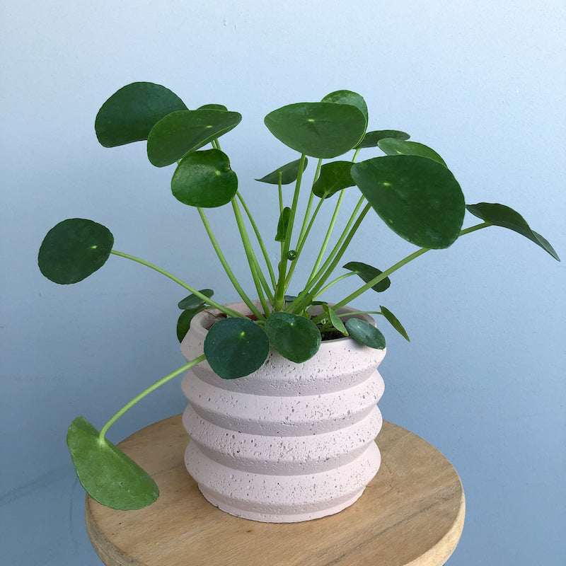 Pilea Peperomoides Pilea Money Plant potted plants