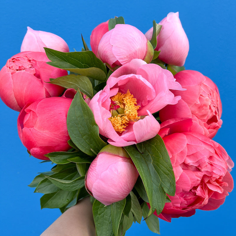 fresh peonies flowers bunch bouquet melbourne delivery