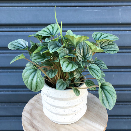 indoor plant peperomia moonlight