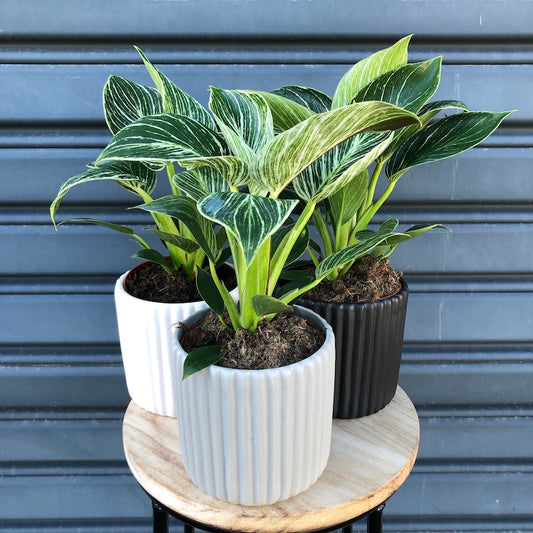 indoor plant philodendron delivery in melbourne