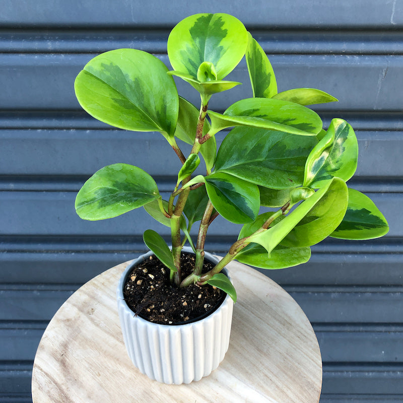 peperomia lemon and lime indoor plant melbourne