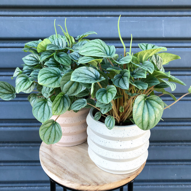 peperomia moonlight