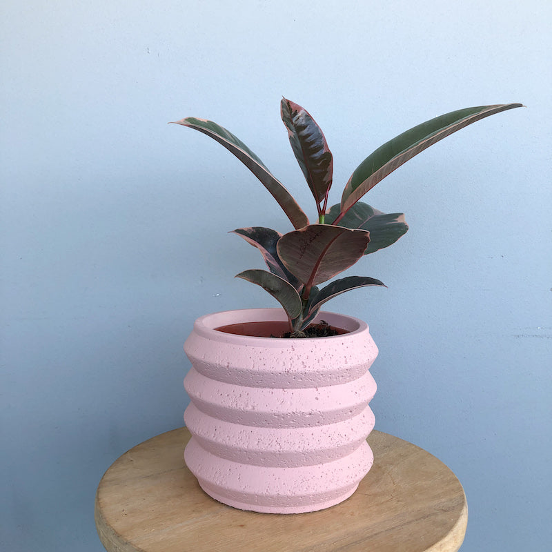 ruby rubber plant same day delivery melbourne