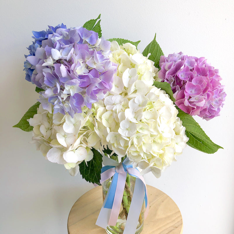 fresh hydrangea flowers in season now send seasonal flowers in melbourne for same day delivery