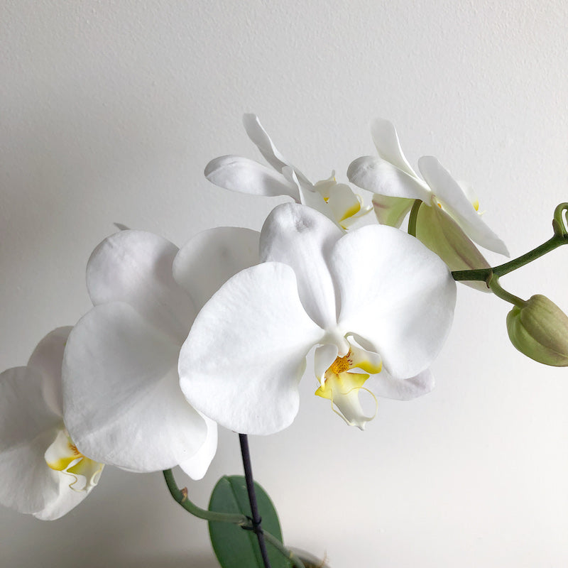 white phalaenopsis orchid plant